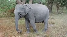 File:Elephant eating Yala Sri Lanka.ogv