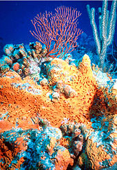 Orange elephant ear sponge under water with sea fan in background
