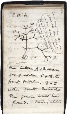 A page of hand-written notes, with a sketch of branching lines.
