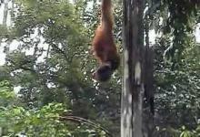 File:Orangutans.ogg