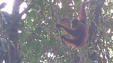 File:Video wild orangutan Borneo.webm