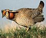 Bird: Sharp-tailed Grouse