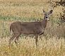Animal: White-tailed Deer