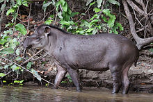 South American tapir (Tapirus terrestris).JPG