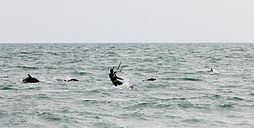 Endangered Black sea common dolphins with a kite-surfer off beach