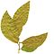 Casearia gladiiformis, pressed leaves.jpg