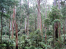 Sherbrooke forest Victoria 220rs.jpg