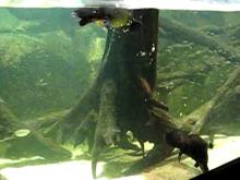 File:Ornithorhynchus anatinus -Sydney Aquarium, Sydney, Australia -swimming-6a.ogv