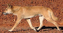 Dingo walking.jpg
