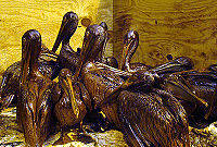 Group of pelicans in captivity covered with oil
