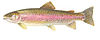 Rainbow trout 285.jpg