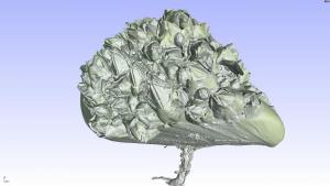 File:3D flight around a µCT scan of a Mytilus covered with Balanidae.ogg