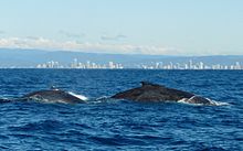 Photo of whales at surface with buildings in the background