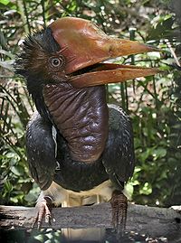 Helmeted Hornbill.jpg