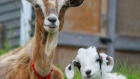 Cute goats
