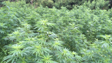 Marijuana plants grow op bust