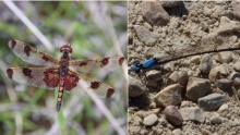 Calico pennant (left) blue-fronted dancer damselfly (right)
