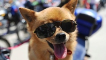 Dog with sunglasses file