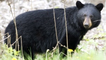 hi-bc-130801-black-bear