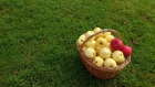 Grass and apples
