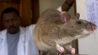 African giant pouched rat