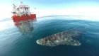 Greenland shark with boat