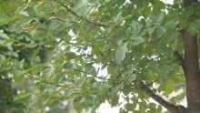 Toronto elm tree