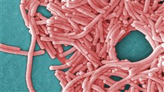 La bactérie <em>Légionella</em> est découverte dans un hôpital de Winnipeg