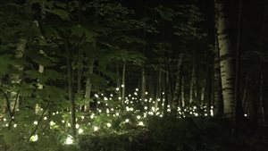 Lucioles de nuit à Foresta Lumina.