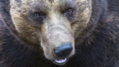 Les grizzlys menacés par des pièges écologiques