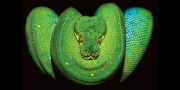 Un python vert, Morelia viridis, enroulé sur lui-même.