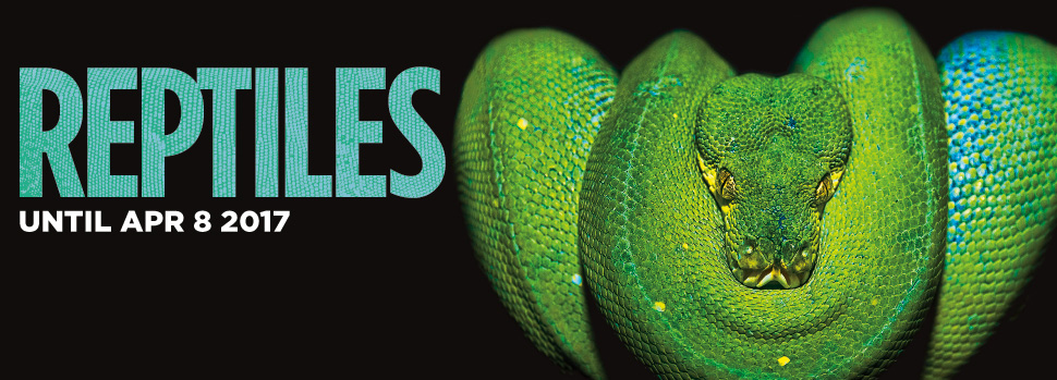 Text: Reptiles. Until April 8, 2017. Image: A green tree python (Morelia viridis).