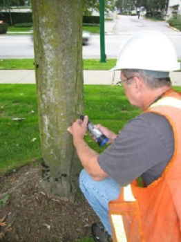 A technician is marking a tree with Asian longhorned beetle simulated signs.