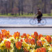 Tulips in Canada's Capital Region / Les tulipes dans la région de la capitale du Canada