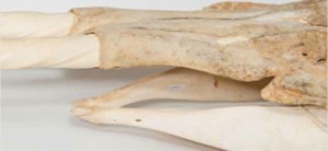 June 2015: Narwhal skull. Submitted by the Vancouver Aquarium Marine Science Centre. Find out more on the Canadian Geographic website.