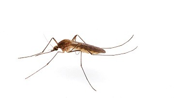 The mosquito Season is here!