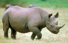 Photo : Rhinocéros