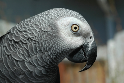 Photo : Perroquet gris du Gabon.