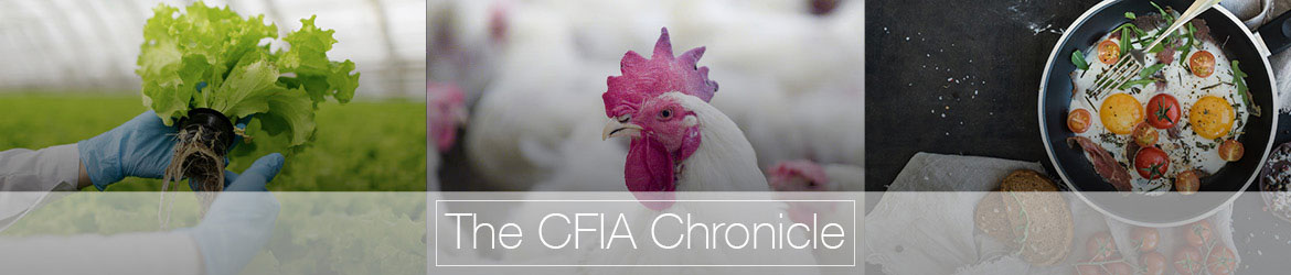 A banner with the text The CFIA Chronicle in the middle. The banner consists of three images side-by-side, including, hands holding lettuce, a chicken, and food cooking in a pan.