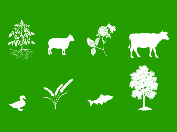 An image with a green background and a variety of white silhouettes including a small bush, a lamb, a flower, a cow, a duck, wheat, a fish and a tree.