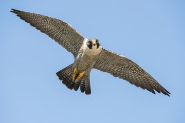 It’s peregrine falcon nesting season in Gatineau Park