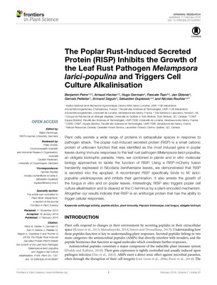 The Poplar Rust-Induced Secreted Protein (RISP) inhibits the growth of the leaf rust pathogen _Melampsora larici-populina_ and triggers cell culture alkalinisation.