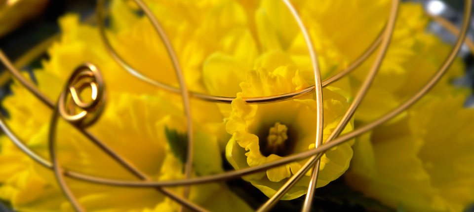  2014 Daffodil Campaign