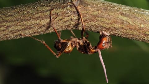On voit le corps d'une fourmi morte accroché à une branche. Elle a été infectée par le parasite qui se sert de son corps pour se reproduire.