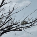 Un arbre sans feuilles devant un ciel gris