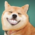 Une photo d'un chien qui sourit