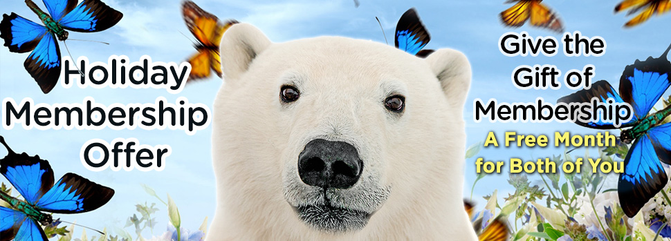 Holiday Membership Offer. A Free Month for Both of You. Give the Gift of Membership. Image: A polar bear (Ursus martitimus), butterflies, flowering plants.