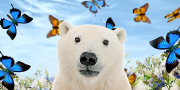 Collage: A polar bear (Ursus martitimus), butterflies, flowering plants.