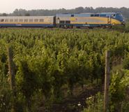 Train with a winery landscape