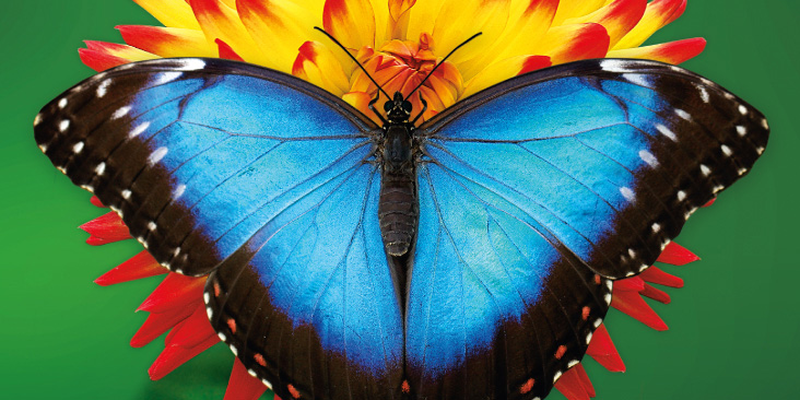 A blue butterfly on a yellow and red flower.